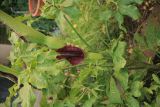 Dracunculus vulgaris RCP6-2020 (67).JPG